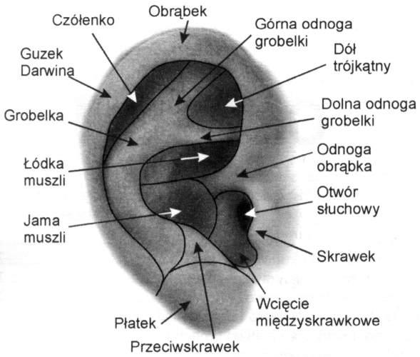 Oduczanie palenia, porażenie nerwu trójdzielnego, Lublin, lubelskie