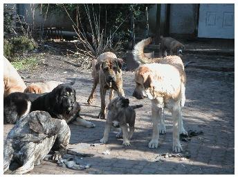 Hodowla psów MASTIFLAND, Podkowa Leśna, mazowieckie