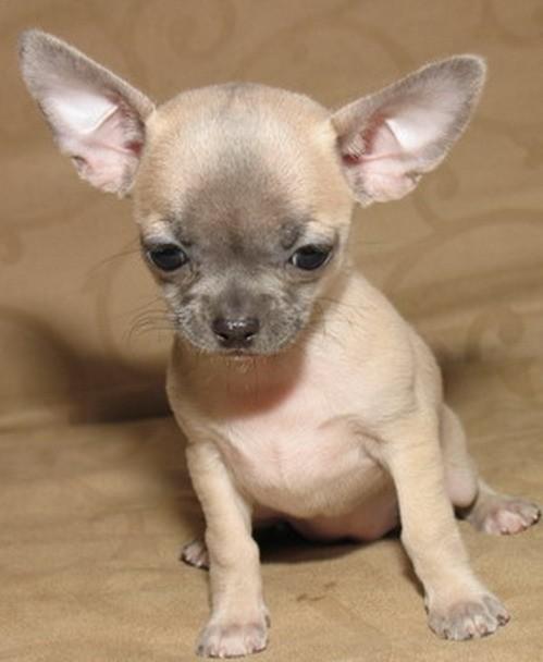 Gładkie włosy Chihuahua puppy , Warszawa, mazowieckie