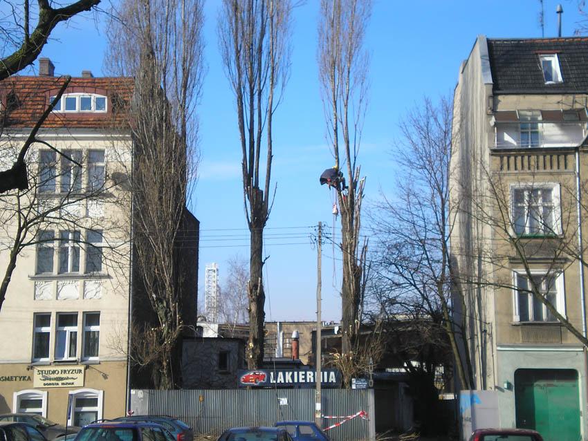 Wycinka i pielęgnacja drzew !!!, Poznań, wielkopolskie