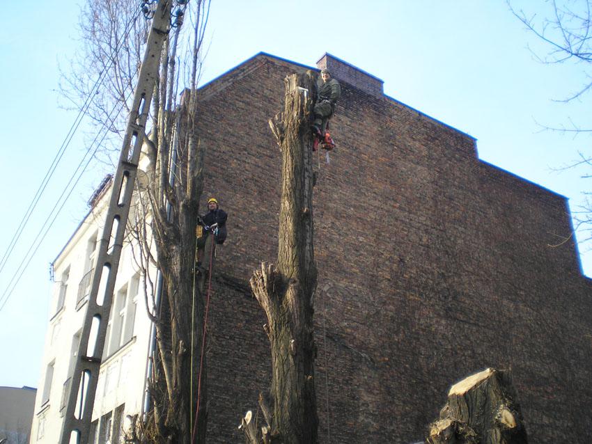 Wycinka i pielęgnacja drzew !!!, Poznań, wielkopolskie