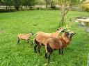 owieczki kamerunskie