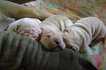 Sprzedam szczeniaki shar pei, Słubice, lubuskie