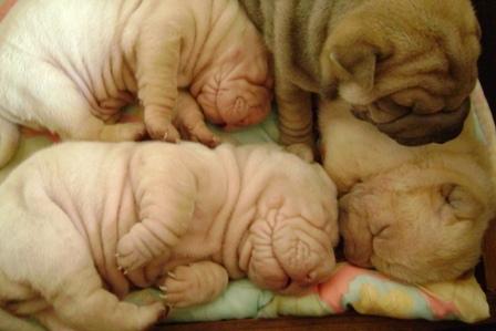 Sprzedam szczeniaki shar pei, Słubice, lubuskie