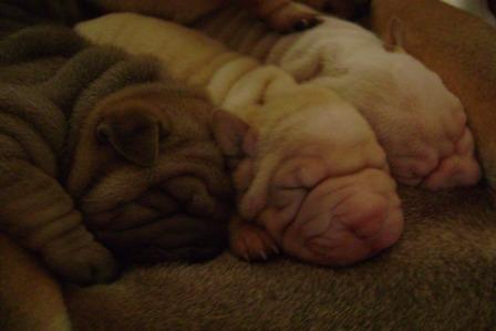 Sprzedam szczeniaki shar pei, Słubice, lubuskie