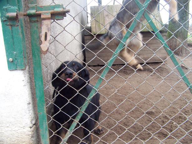 DO ODDANIA W DOBRE RECE JAMNIK CZARUS , PILA, wielkopolskie