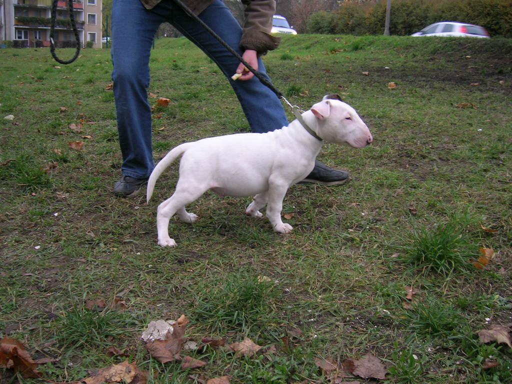 Bullterier szczeniaki po Chempionie, Bydgoszcz, kujawsko-pomorskie