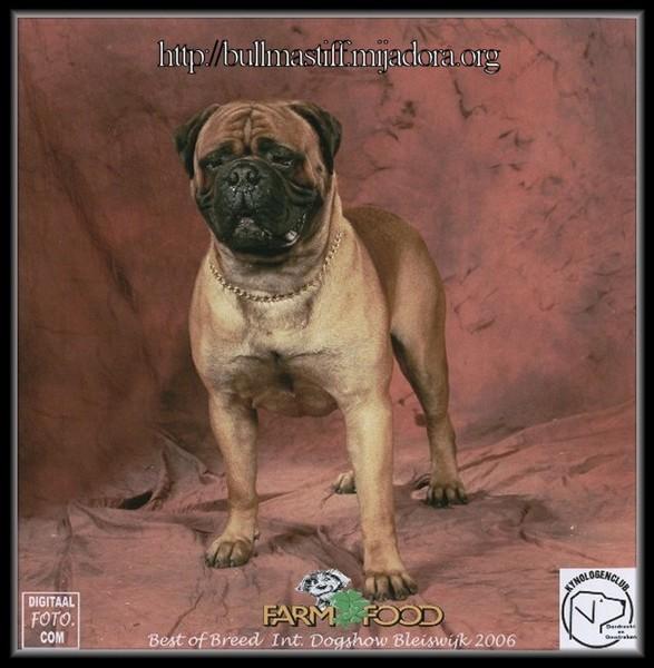 Bullmastiff Szczęnieta , Łbiska Warszawa, mazowieckie