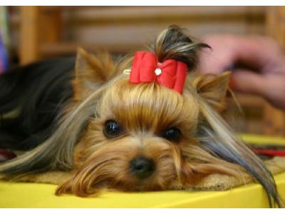 Figaro - Salon piękności dla psów - kliknij, aby powiększyć