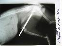 opercja kota ze złamaniem kości udowej
