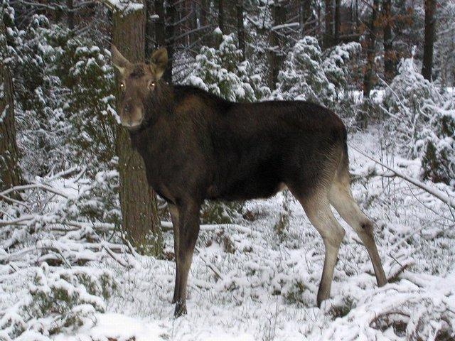 Agroturystyka nad Biebrzą ,Biebrzańska Ostoja,, Dolistowo, podlaskie