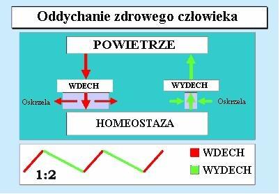 BIOFEEDBACK EEG, EMG, RSA, WROCŁAW, dolnośląskie