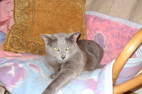 Rodowodowy kot rosyjski niebieski - krycie., Piotrków Tryb, łódzkie