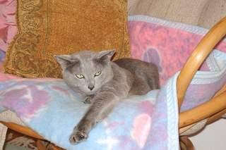Rodowodowy kot rosyjski niebieski - krycie., Piotrków Tryb, łódzkie