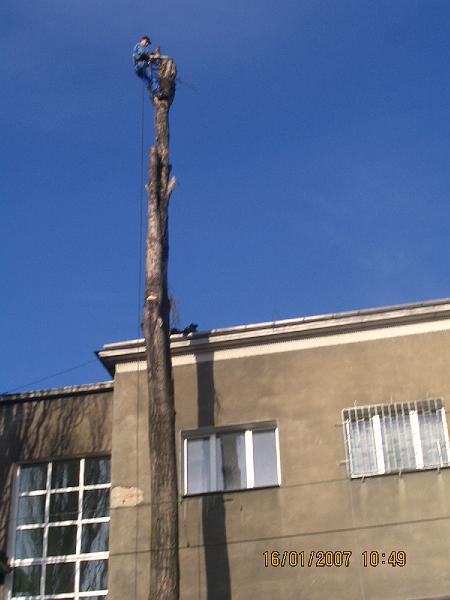 Wycinka, pielęgnacja, redukcja drzew, Warszawa, mazowieckie