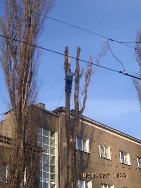 Wycinka, pielęgnacja, redukcja drzew, Warszawa, mazowieckie