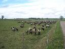 Farma owiec na Litwie
