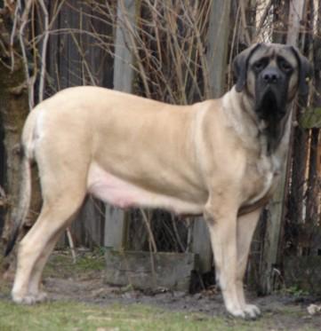 Hodowla psów rasy bullmastiff, Lublin, lubelskie