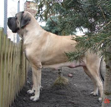 Hodowla psów rasy bullmastiff, Lublin, lubelskie