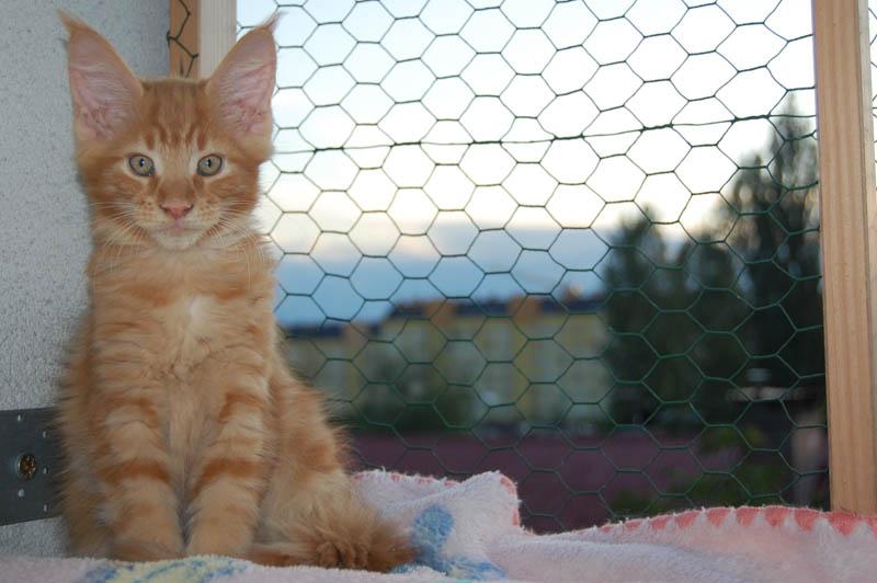 Hodowla maine coon, Kraków, małopolskie