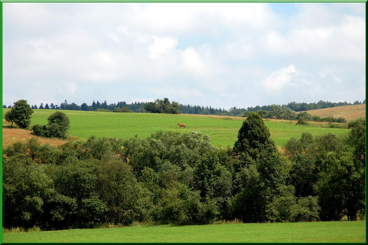 Agroturystyka - Beskid Niski - Dom Gosi, Łosie, małopolskie