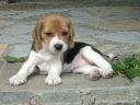 beagle trikolor szczenieta, Kargowa, lubuskie