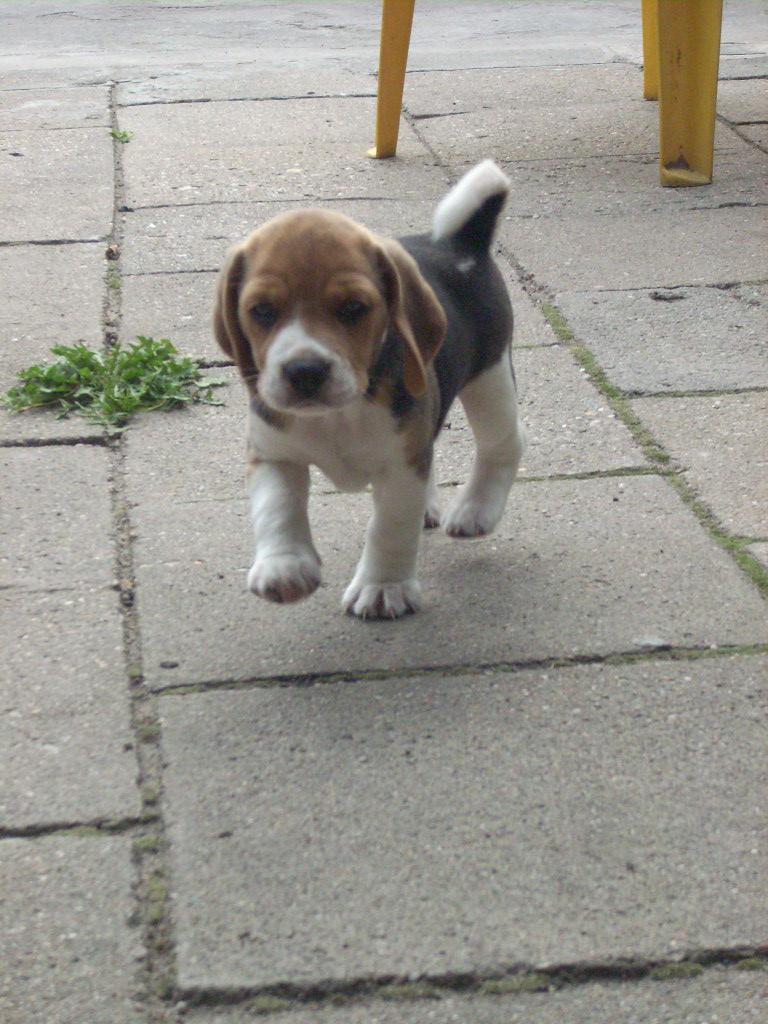 Beagle trikolor szczenieta, Kargowa, lubuskie