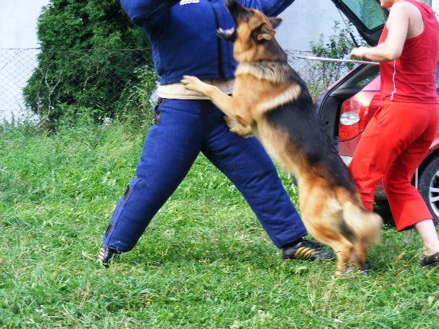 Sprzedam szkolone psy obrończe, Kraków, małopolskie