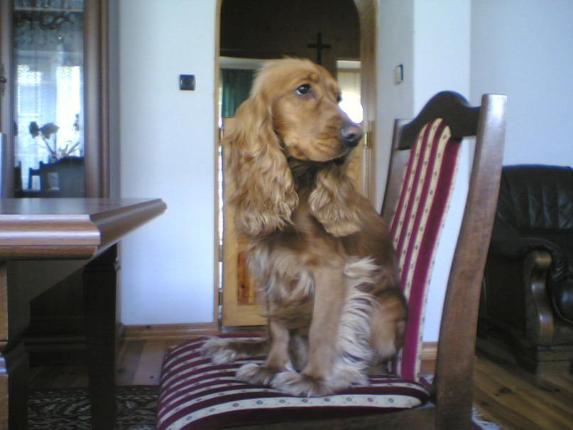 Cocker spaniel, Warszawaząbki, mazowieckie