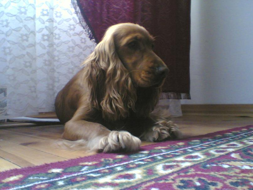 Cocker spaniel, Warszawaząbki, mazowieckie