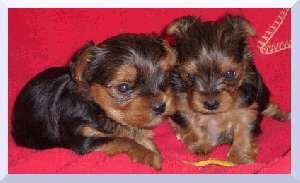 YORKSHIRE TERRIER, MIELEC, podkarpackie