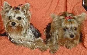 YORKSHIRE TERRIER, MIELEC, podkarpackie