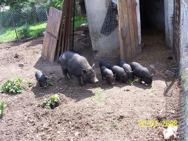 AGRO-TURYSTYKA, Stare Kolnie, gmina Popielów, opolskie