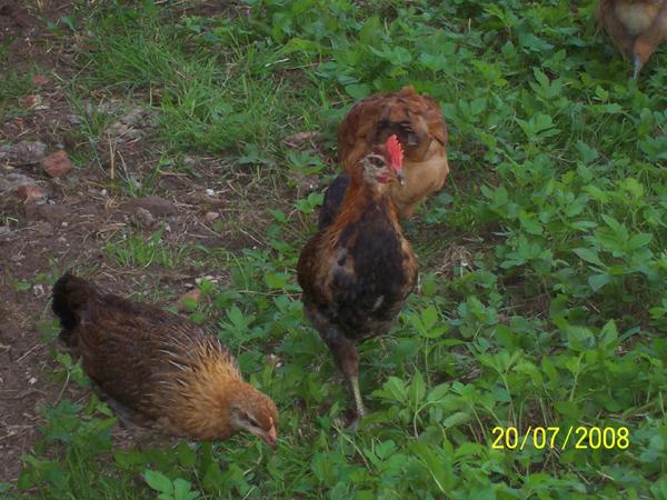 AGRO-TURYSTYKA, Stare Kolnie, gmina Popielów, opolskie