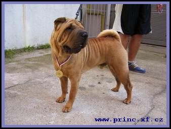 SHAR-PEI  ***REPRODUKTOR*** GRANDCHAMPION,CHAMPION, Praha , dolnośląskie