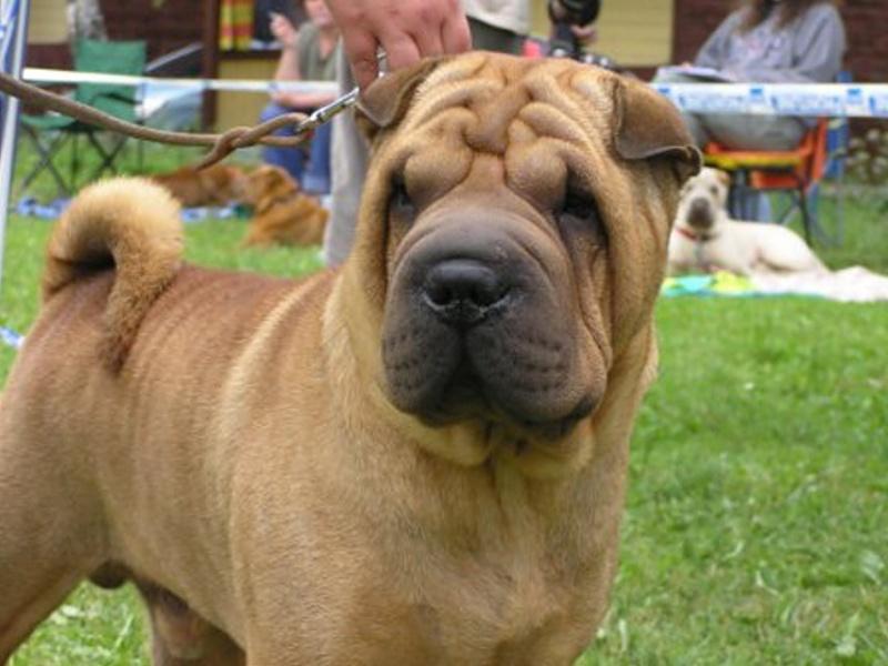 SHAR-PEI  ***REPRODUKTOR*** GRANDCHAMPION,CHAMPION, Praha , dolnośląskie