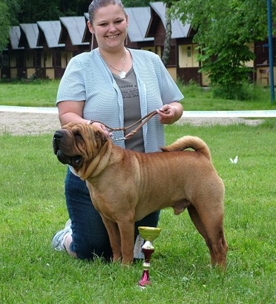 SHAR-PEI  ***REPRODUKTOR*** GRANDCHAMPION,CHAMPION, Praha , dolnośląskie