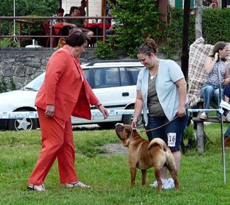 SHAR-PEI  ***REPRODUKTOR*** GRANDCHAMPION,CHAMPION, Praha , dolnośląskie