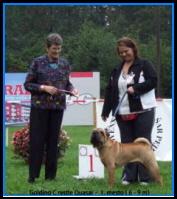  *REPRODUKTOR* GRANDCHAMPION Shar-Pei , Praha , dolnośląskie