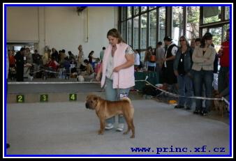  *REPRODUKTOR* GRANDCHAMPION Shar-Pei , Praha , dolnośląskie