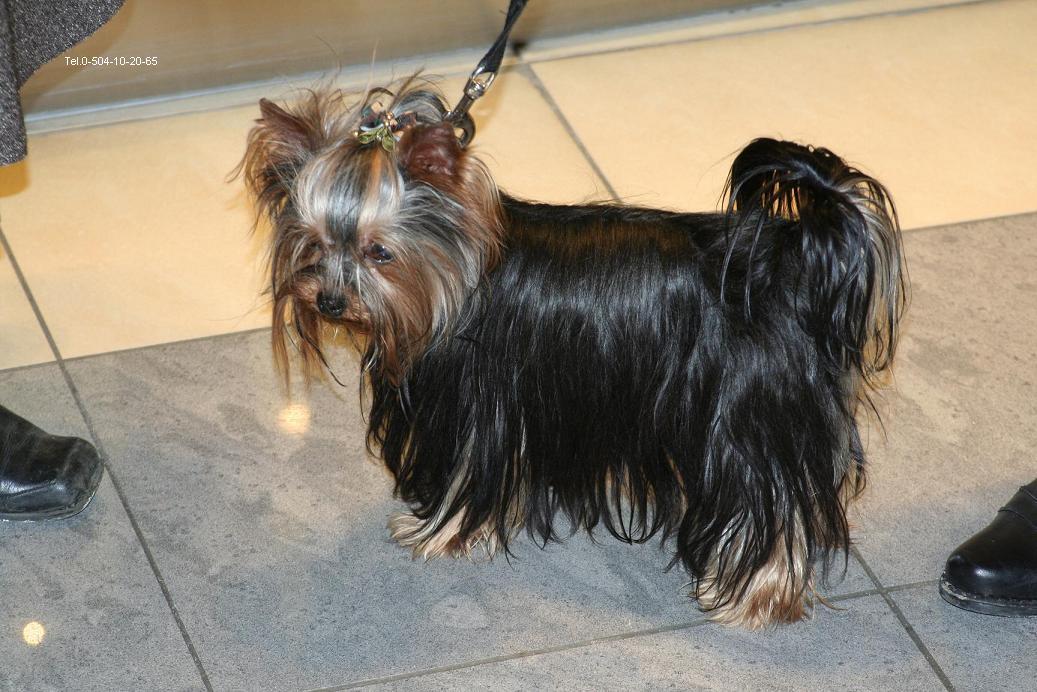 York yorki yorkshire terrier szcz.oraz REPRODUKTOR, Warszawa, mazowieckie