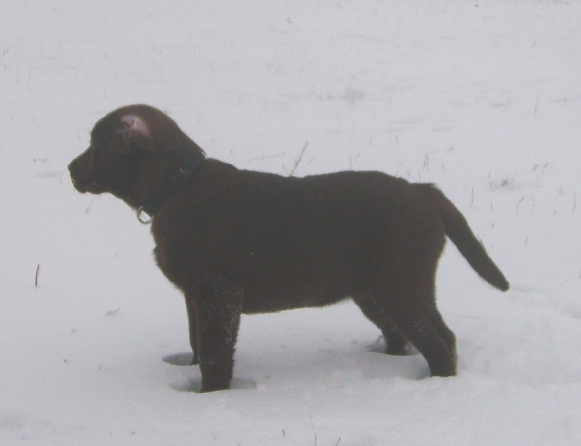 LABRADOR RETRIEVER CZEKOLADOWE SZCZENIETA SPRZEDAM, Warszawa, mazowieckie