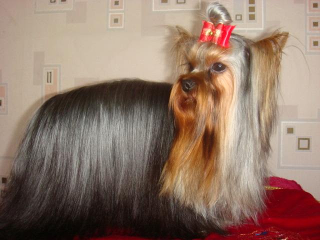 YORKSHIRE TERRIER MINIATUROWE, Grodzisk mazowiecki, mazowieckie