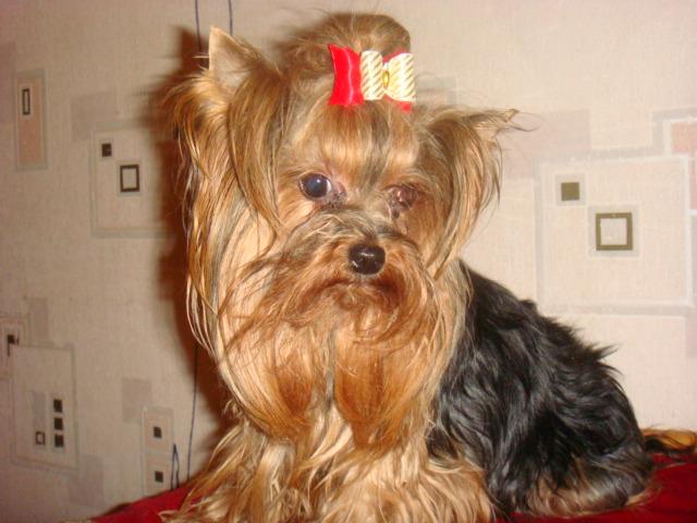 YORKSHIRE TERRIER MINIATUROWE, Grodzisk mazowiecki, mazowieckie