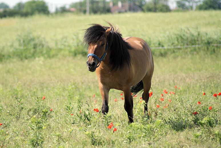 Ośrodek jeżdziecko-hodowlany Caballo , Przeworsk, podkarpackie