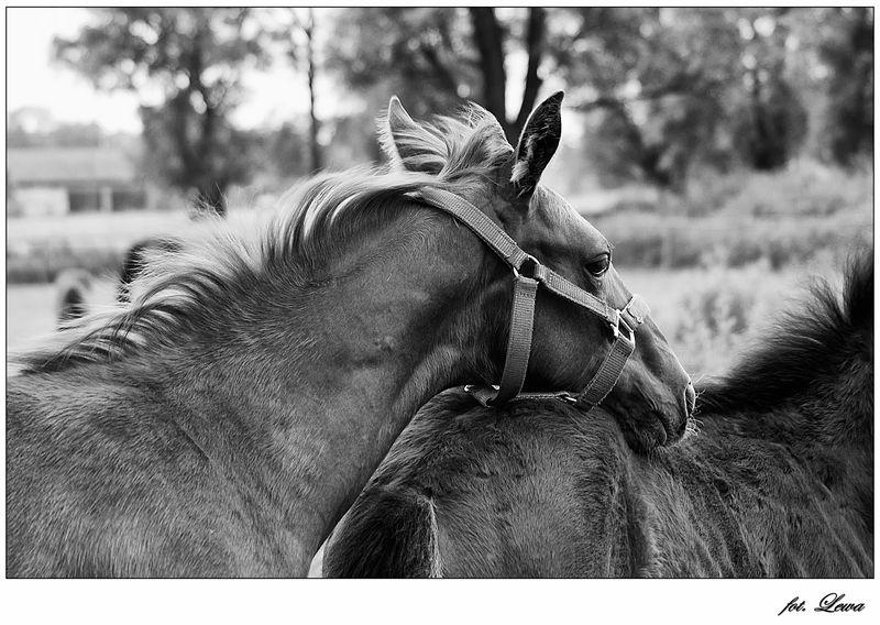 Fotografia, kujawsko-pomorskie