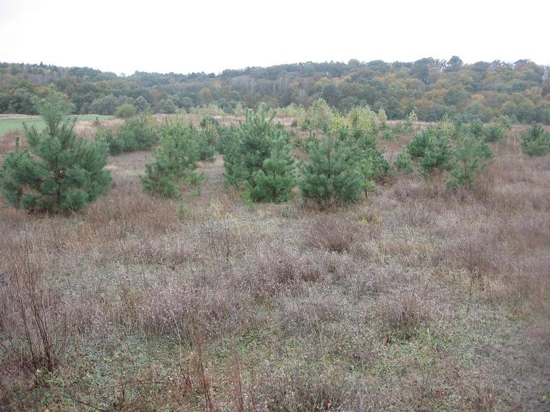 Działka  pod budowę domu  1350 m2, Gródek gm Drzycim, kujawsko-pomorskie