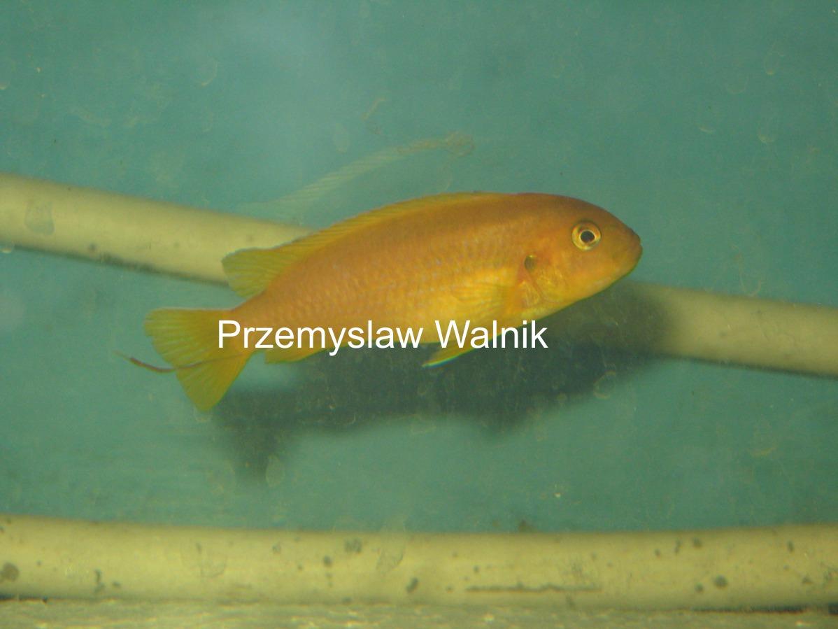 ______________PSEUDOTROPHEUS SAULOSI______________, Katowice, Zawiercie, Wysoka, śląskie