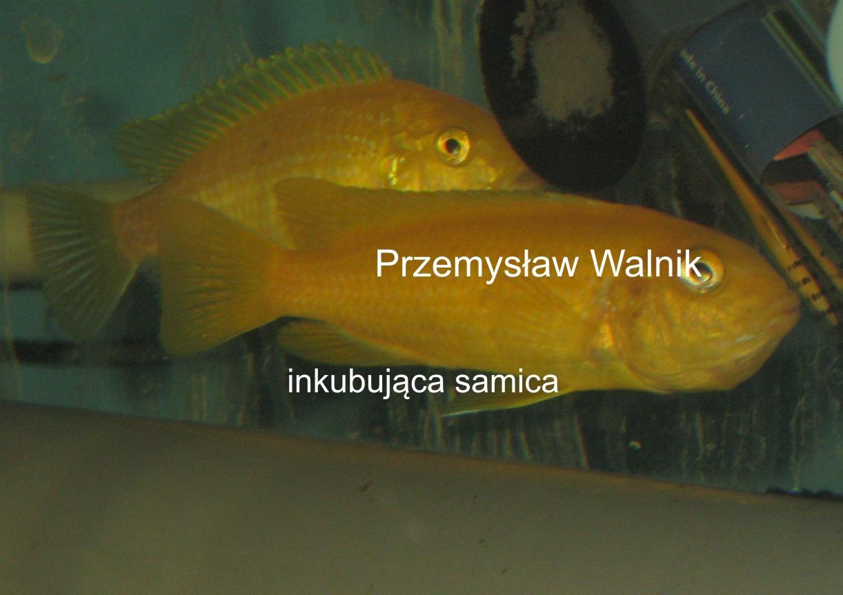 ______________PSEUDOTROPHEUS SAULOSI______________, Katowice, Zawiercie, Wysoka, śląskie