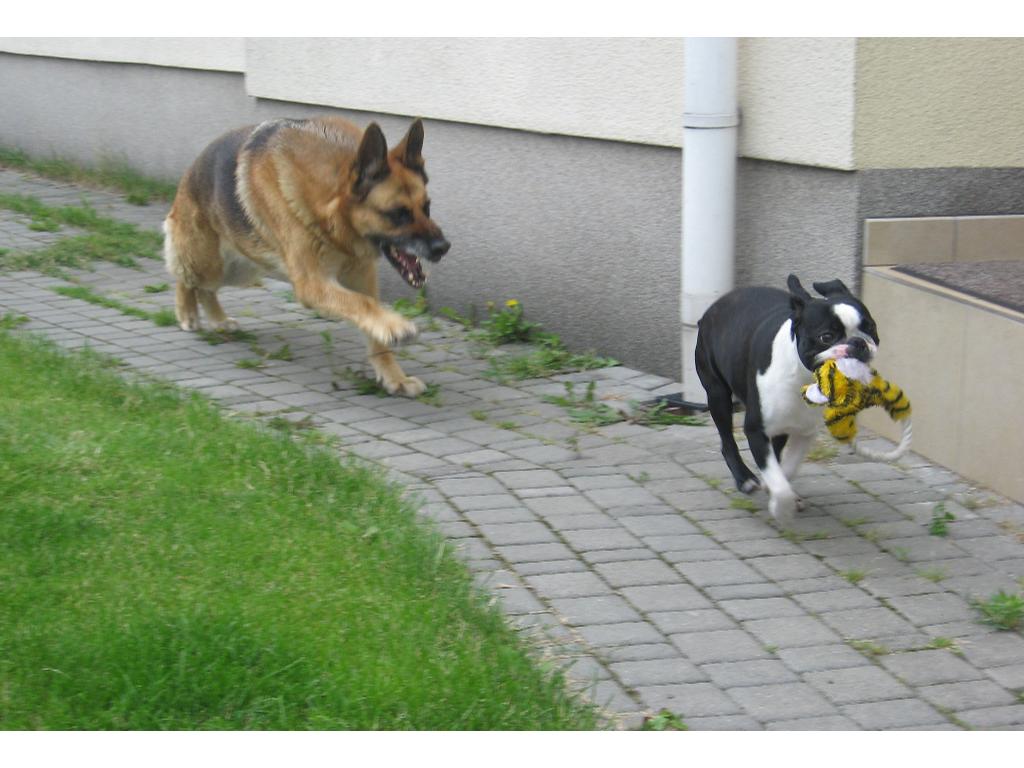 Boston Terrier - krycie, Poznań, wielkopolskie